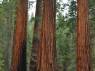 As milenares sequoias do Mariposa Grove, no Yosemite National Park, na Califórnia, nos Estados Unidos